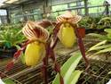 Paph. Berenice x philippinense roebelinii